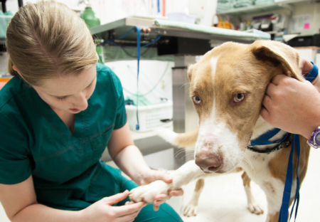 Adelaide Animal Hospital Logo