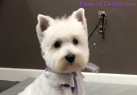 Paws of Distinction Logo